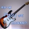 ギター材「セン」ってどんな木材？
