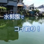 水郭園でコイ釣り！