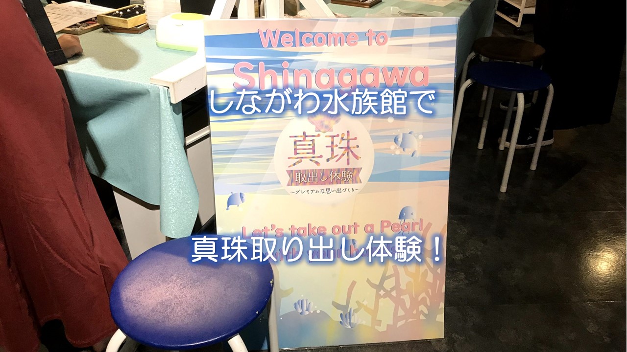 しながわ水族館で真珠取り出し体験！