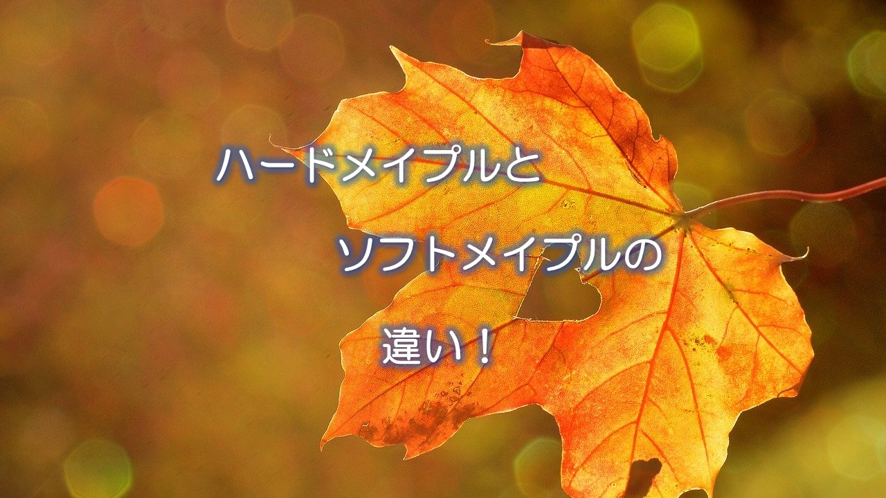 ハードメイプルとソフトメイプルの違い！
